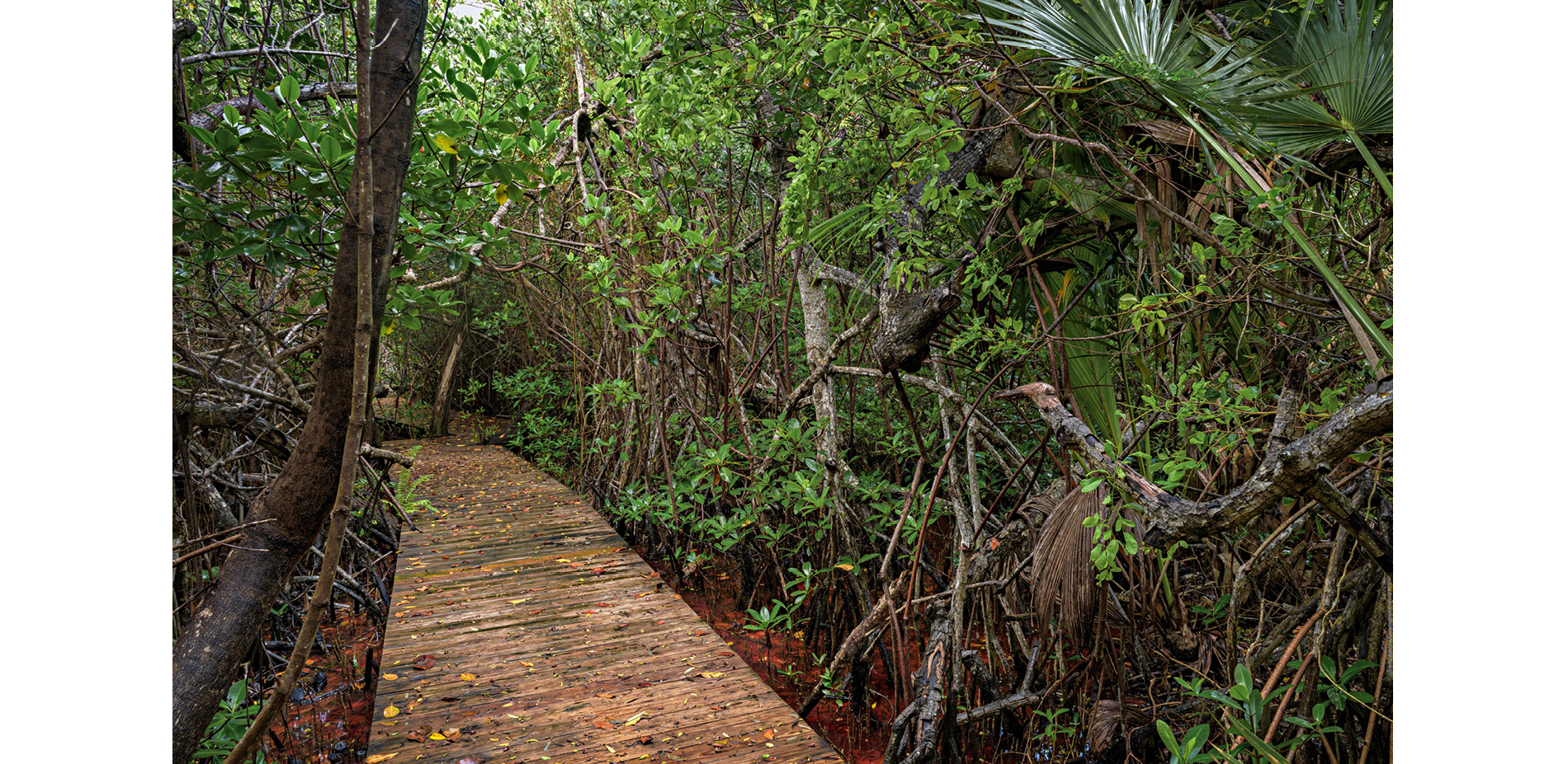 The Leon Levy Native Plant Preserve Mangrove Boardwalk